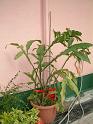 DSCF0034( 開花後 )